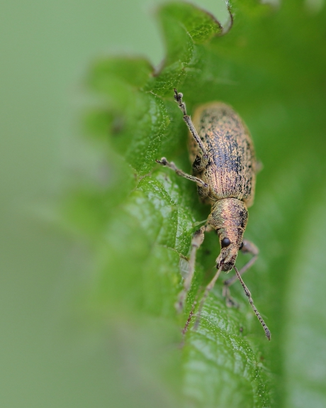 gevlekte aardsnuitkever