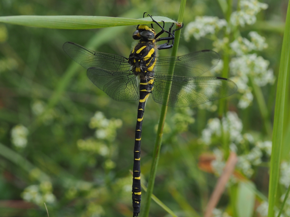 Gewone bronlibel - Geleedpotigen - Gewone bronlibel