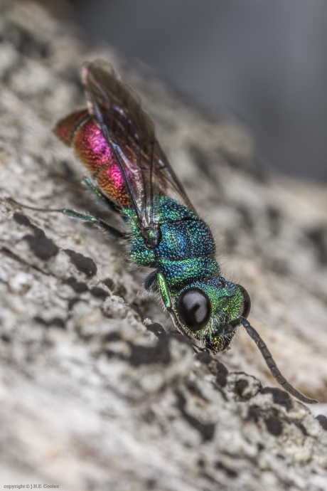 Gewone goudwesp (Chrysis ignita)