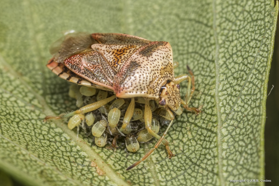 Gewone kielwants (Elasmucha grisea) - Geleedpotigen - Gewone kielwants