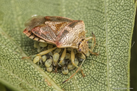 Gewone kielwants (Elasmucha grisea)