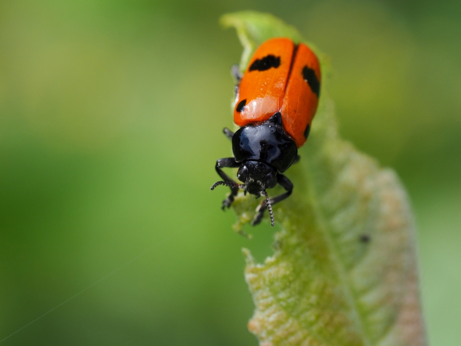 Gewone mierenzakkever - Geleedpotigen - Gewone mierenzakkever
