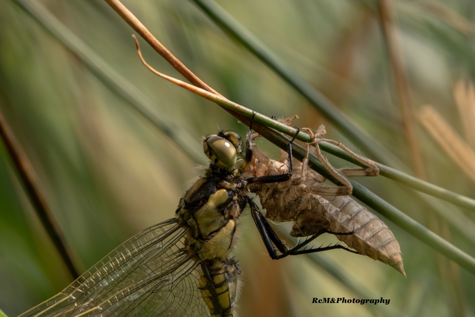 Gewone oeverlibel. - Geleedpotigen - Gewone oeverlibel.