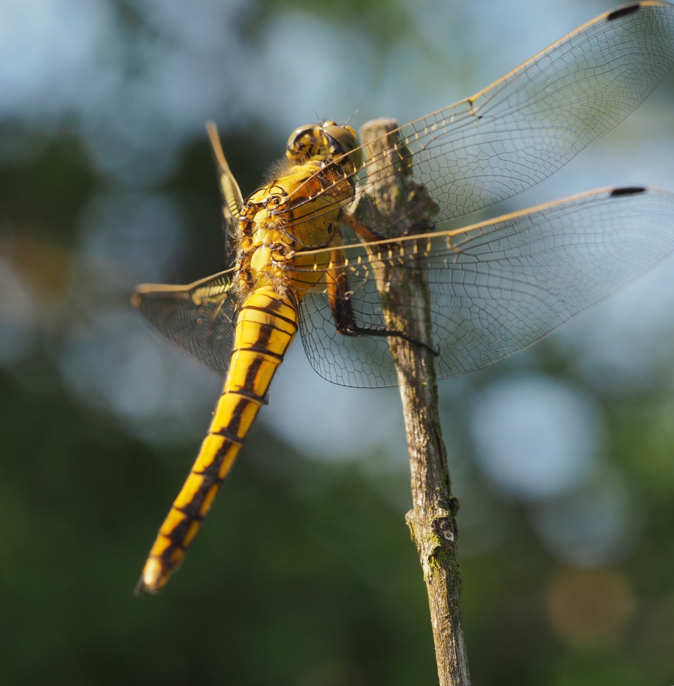 Gewone oeverlibel - Geleedpotigen - Gewone oeverlibel