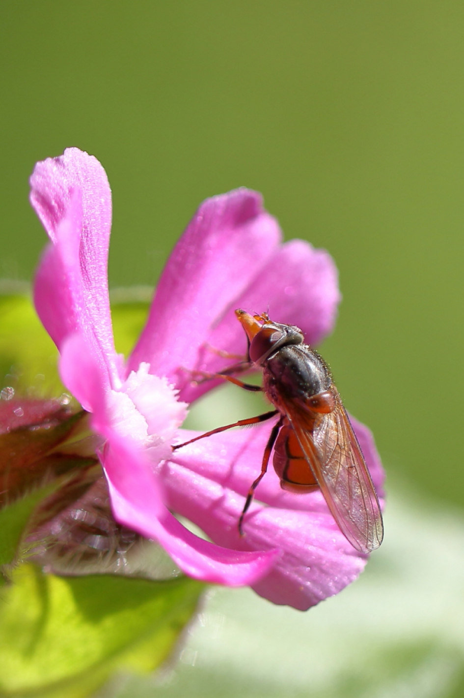 gewone snuitvlieg - Geleedpotigen - gewone snuitvlieg