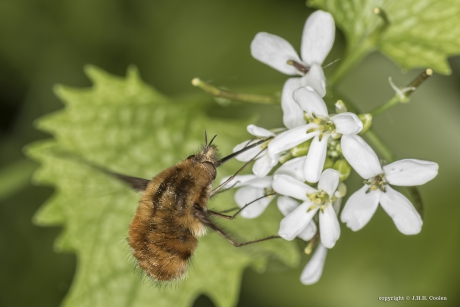 Gewone wolzwever (Bombylius major)