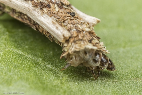 Gewone zakdrager (Psyche casta)