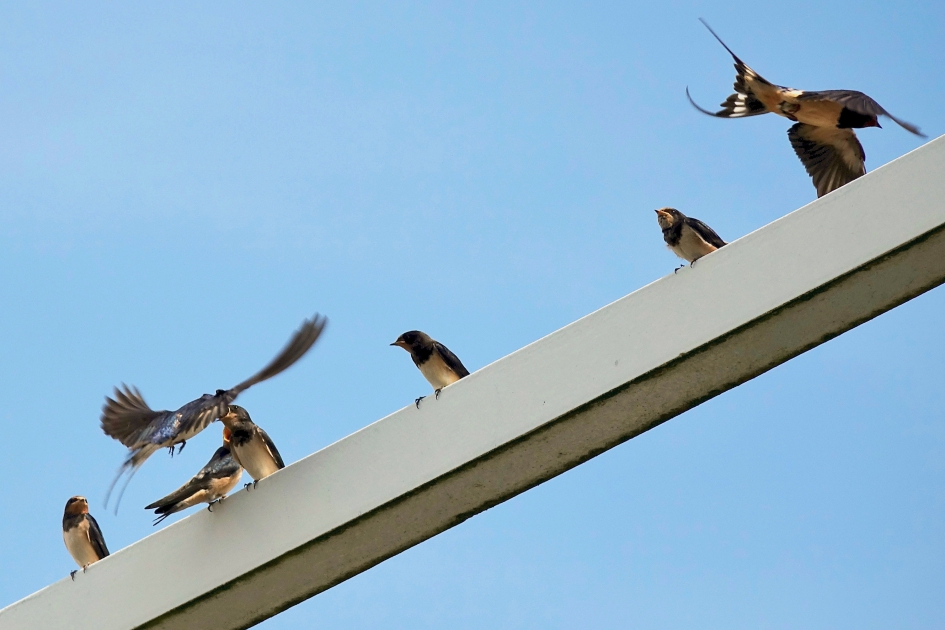 Gezins etentje - Vogels - Boerenzwaluw