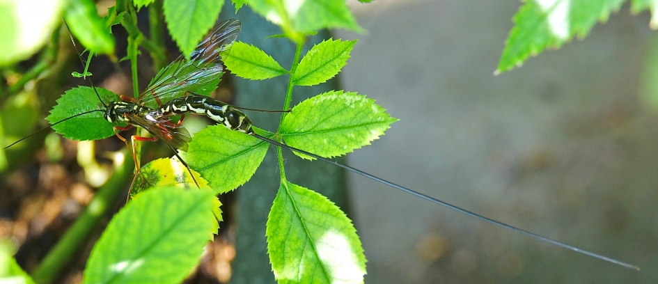 Gigantische Sluipwesp - Geleedpotigen - Houtsluipwesp