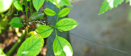 Gigantische Sluipwesp