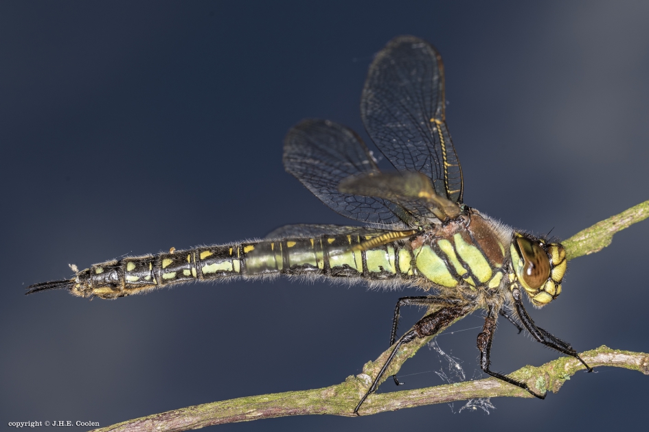 Glassnijder (Brachytron pratense) - Geleedpotigen - Glassnijder