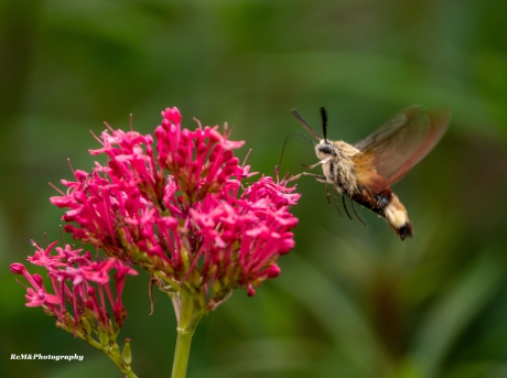 Glasvleugelpijlstaart.