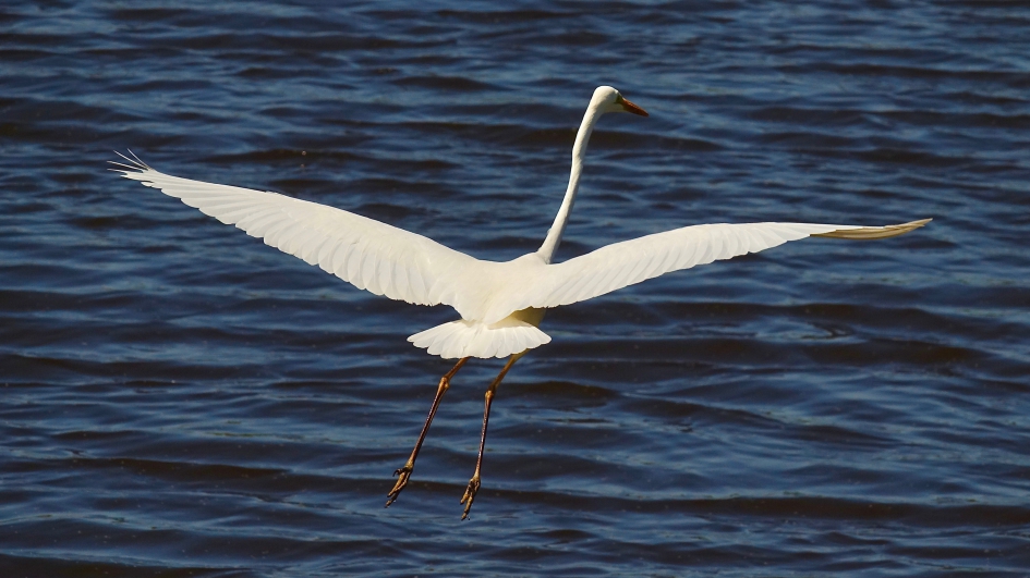 Gracieus - Vogels - Grote Zilverreiger