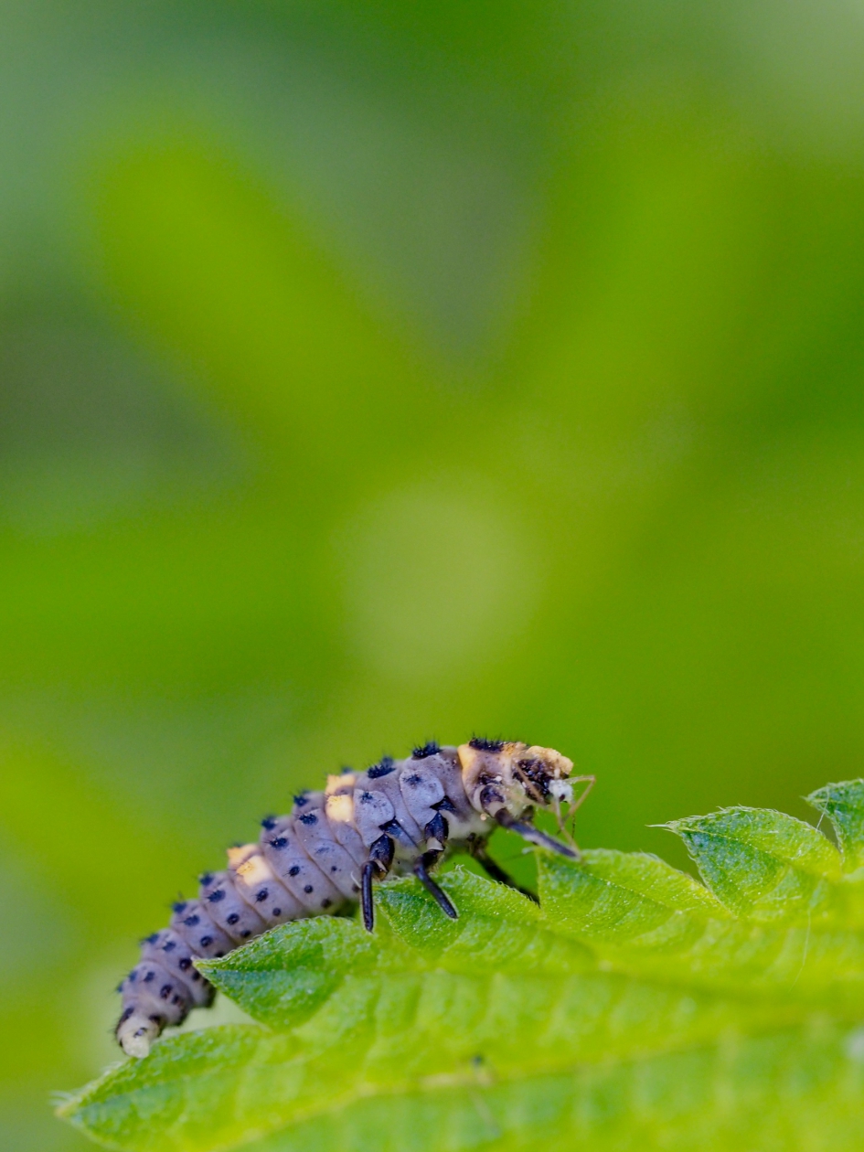 Grappige haartjes - Geleedpotigen - Larve zevenstippelig lieveheersbeestje