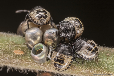 Grauwe veldwants (Rhaphigaster nebulosa)