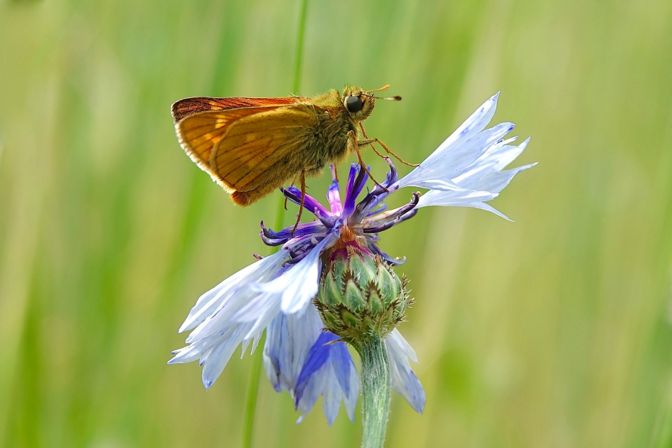 Groot Dikkopje - Geleedpotigen - Groot Dikkopje