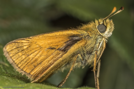Groot dikkopje (Ochlodes faunus)