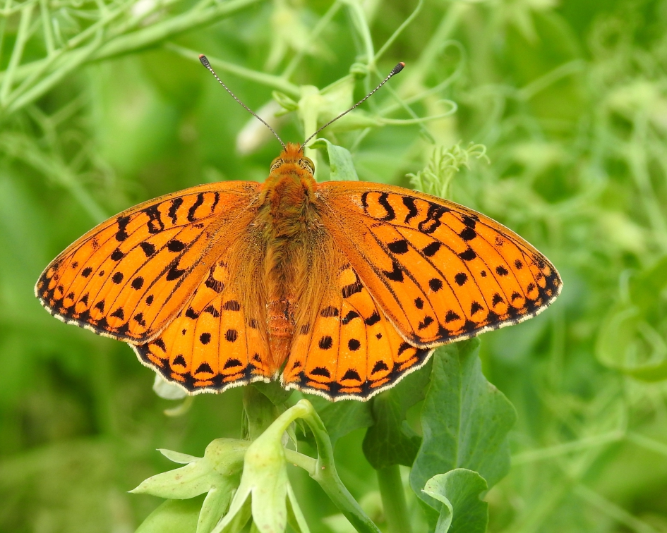 Groot en opvallend - Geleedpotigen - Grote parelmoervlinder