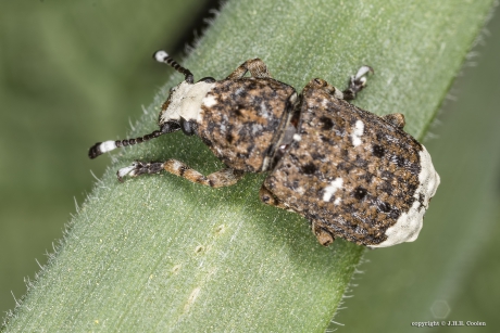 Grootkopsnuittor (Platystomos albinus)