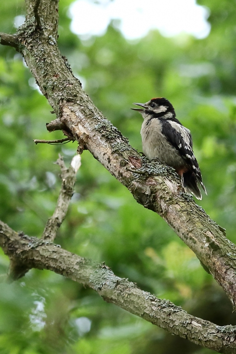 grote bonte specht -juveniel-