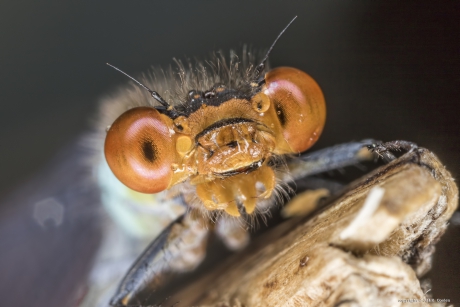 Grote Roodoogjuffer (Erythromma najas) (man)