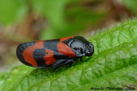 Had ik nog nooit zelf gezien, dus leuk.