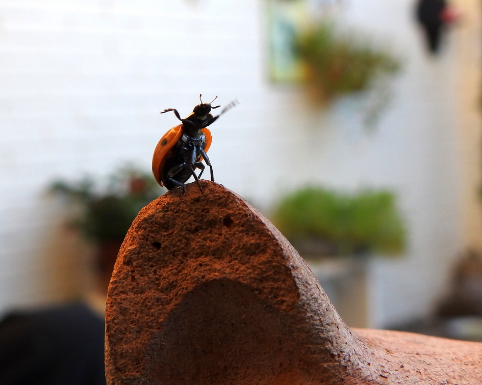 Hallo wereld - Geleedpotigen - Zevenstippelig lieveheerstbeestje