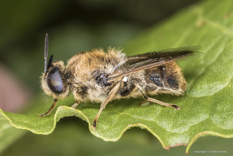 Harige langsprietwapenvlieg (Stratiomys longicornis)