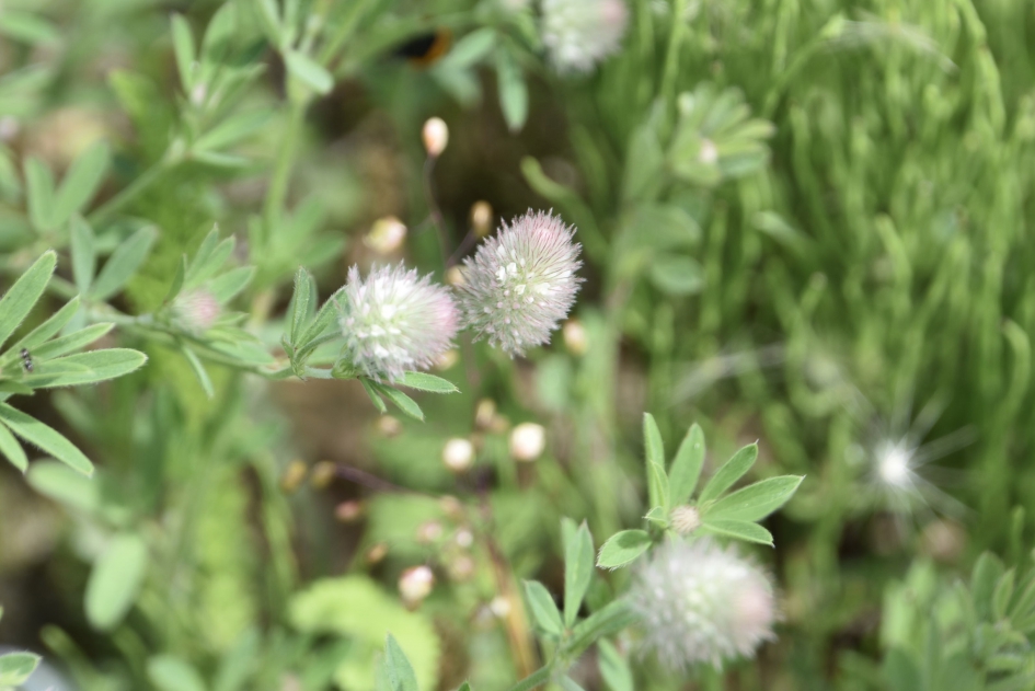 Hazenpootjes - Planten - 