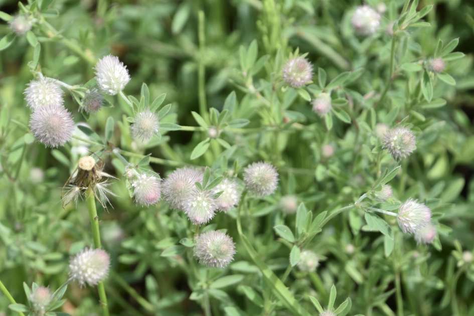 Hazenpootjes - Planten - 