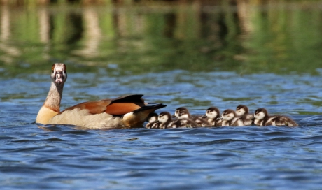 Hoeveelste nest ? Geen idee !