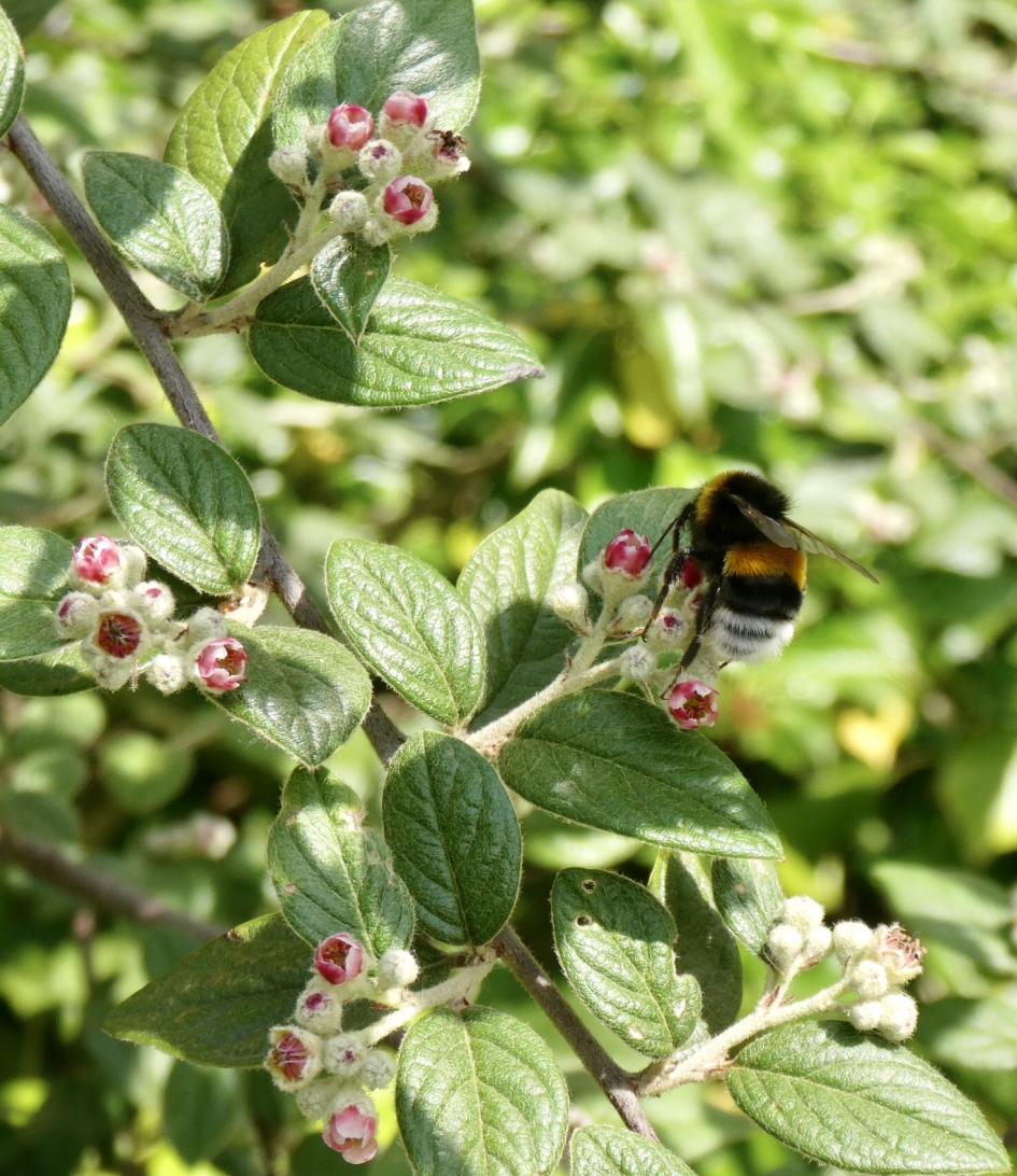 Hommel - Geleedpotigen - 