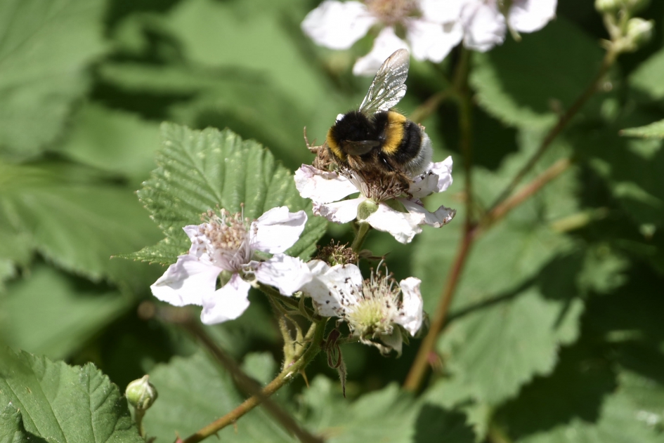 Aardhommel op de bramen - Geleedpotigen - 