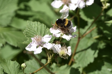 Aardhommel op de bramen