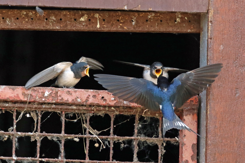 Honger, honger..... - Vogels - Boerenzwaluw