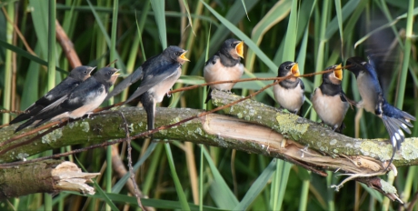 Hongerige jonge zwaluwen