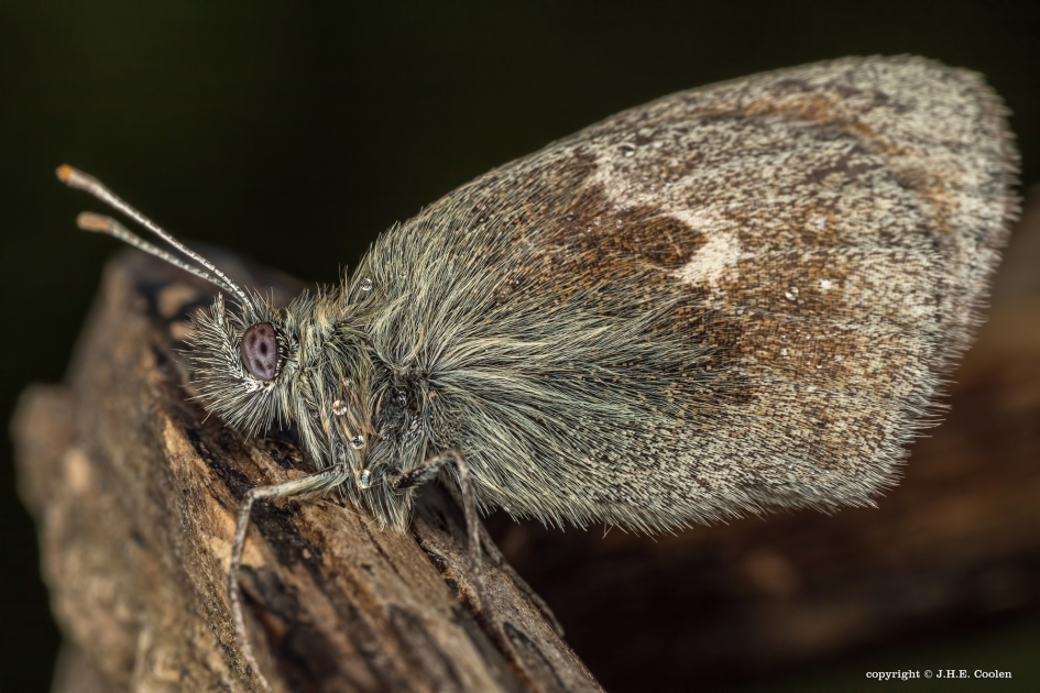Hooibeestje - Geleedpotigen - Hooibeestje
