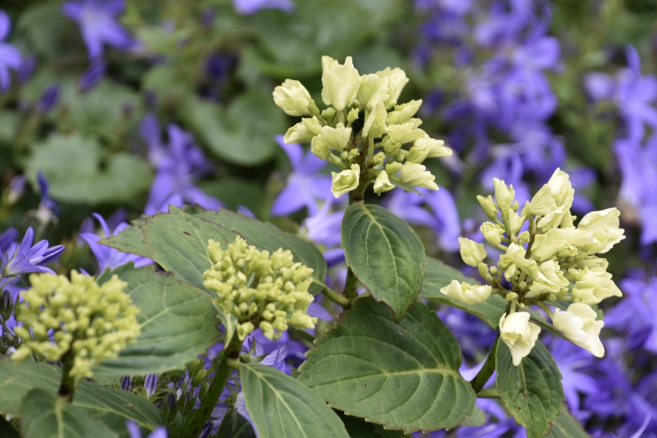 Hortensia - Planten - 