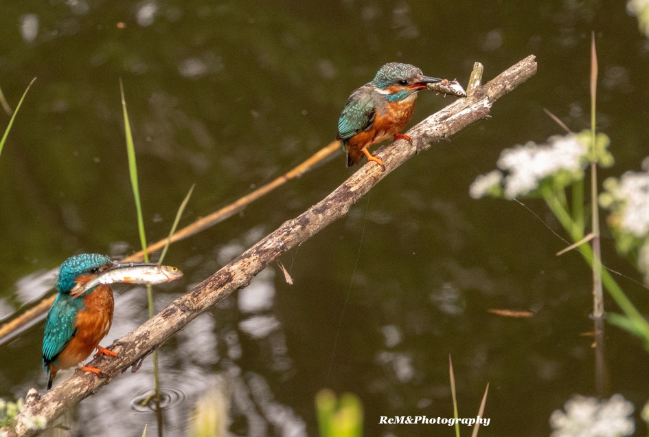 IJsvogel. - Vogels - IJsvogel.