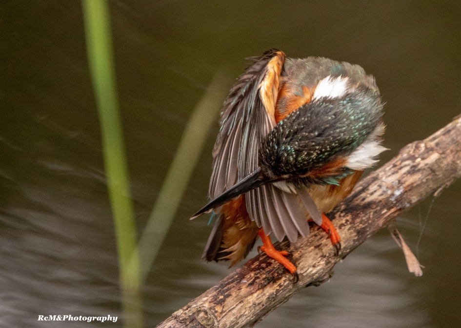 IJsvogel. - Vogels - IJsvogel.