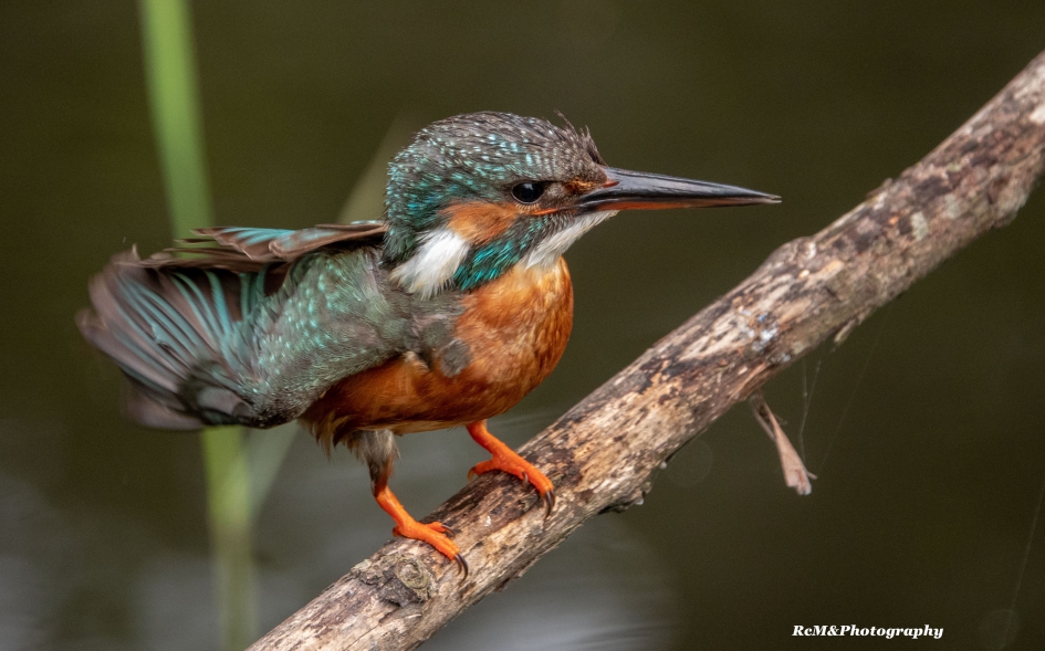 IJsvogel. - Vogels - IJsvogel.