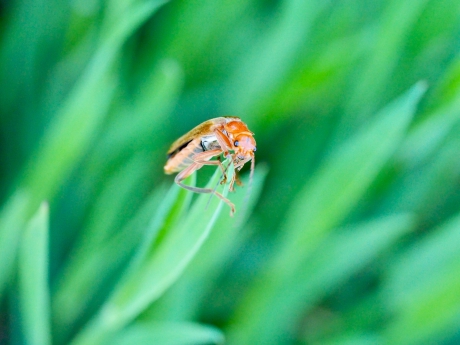 In de golven van het gras