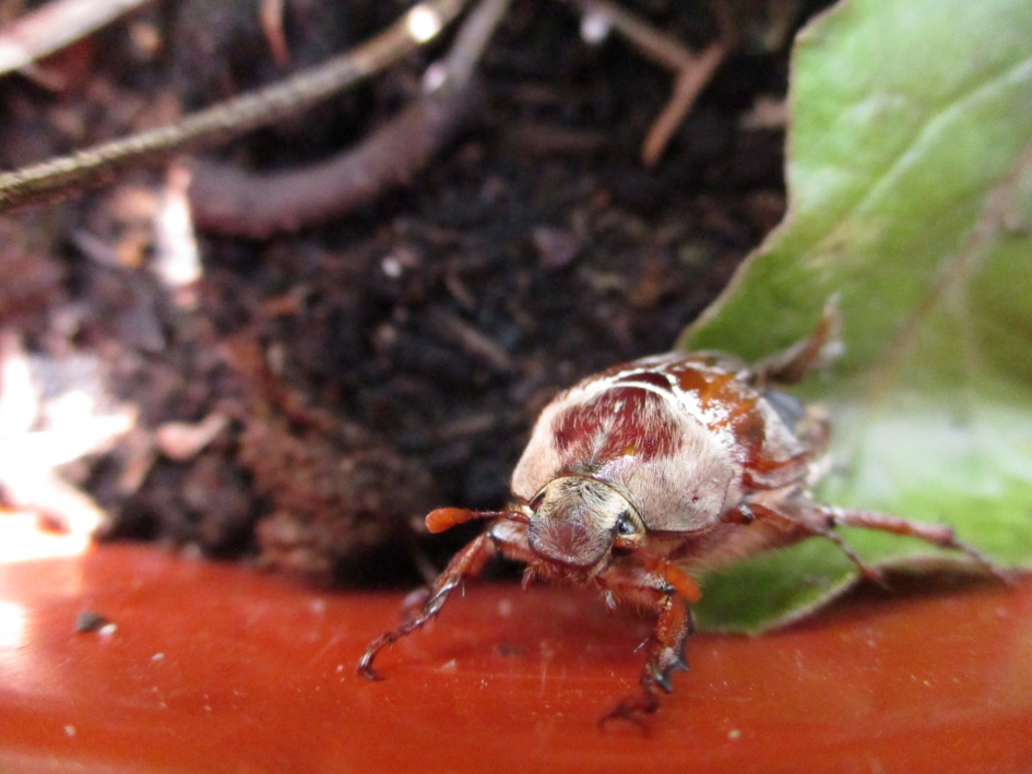 in de tuin gevangen - Geleedpotigen - meikever