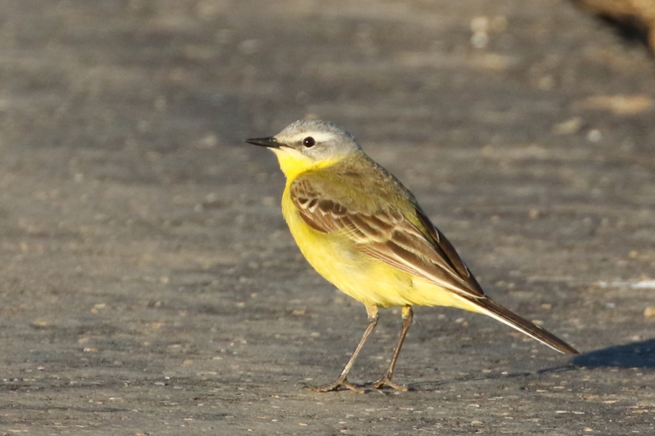 In 't avondzonnetje - Vogels - 