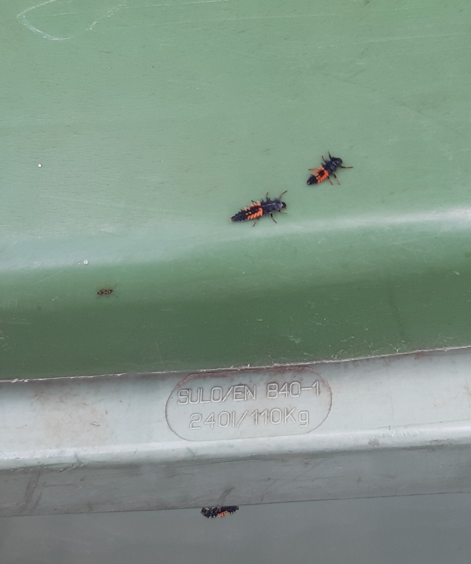 Insect - Geleedpotigen - 