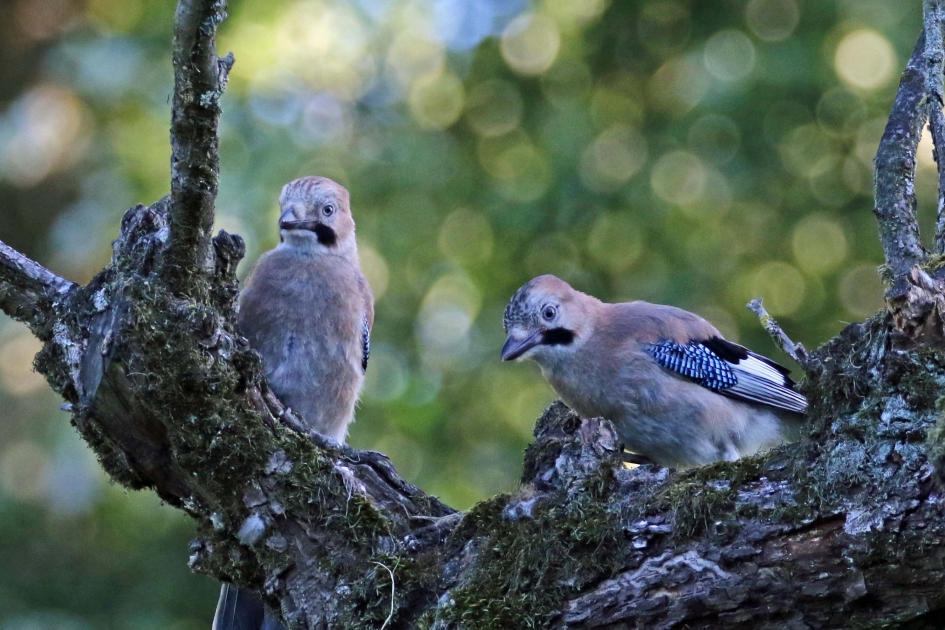 Jonge gaaien - Vogels - 