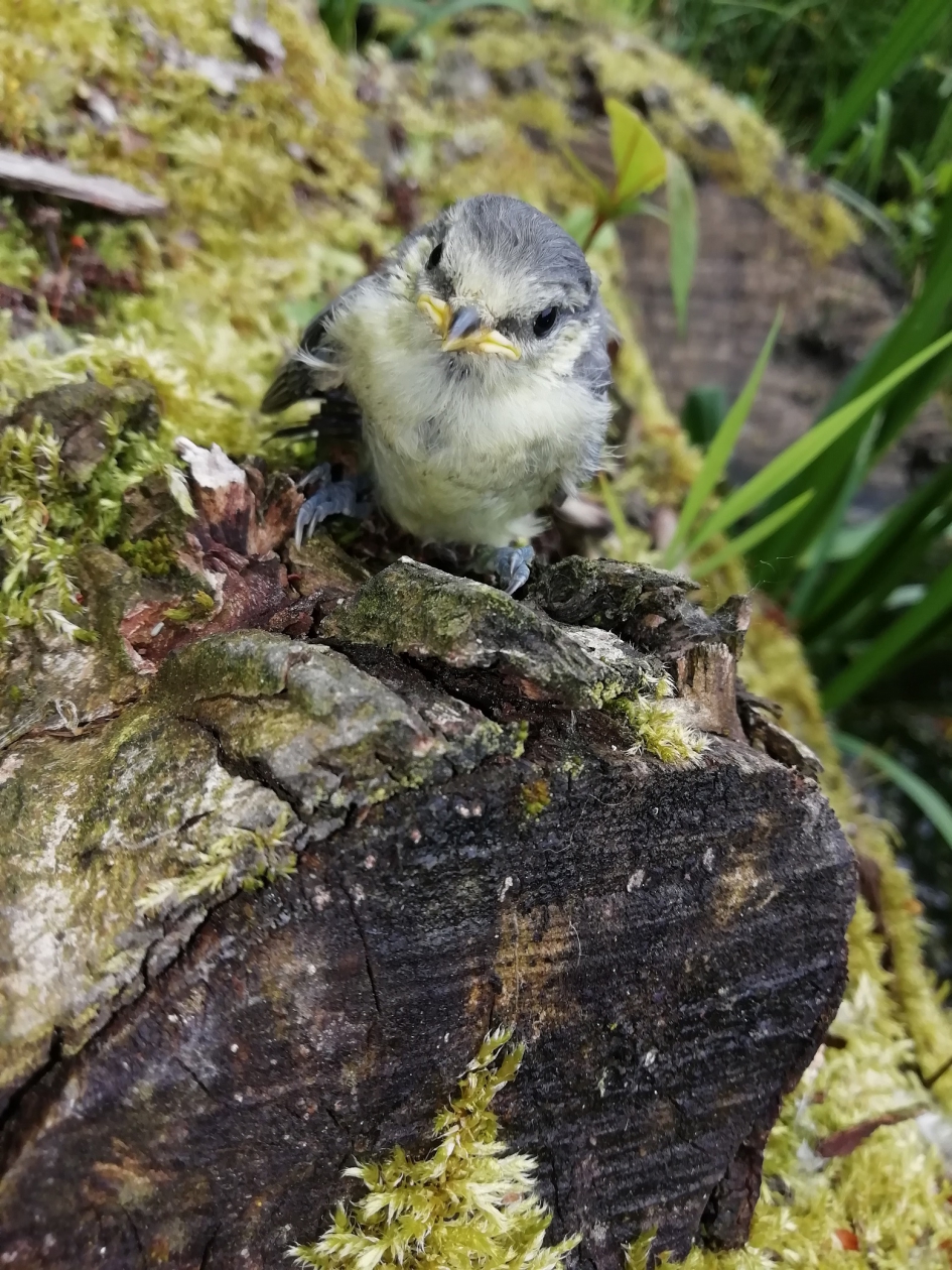 Jonge pimpelmees op boomstam - Vogels - Pimpelmees