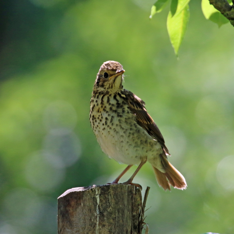 Jonge zanglijster - Vogels - 