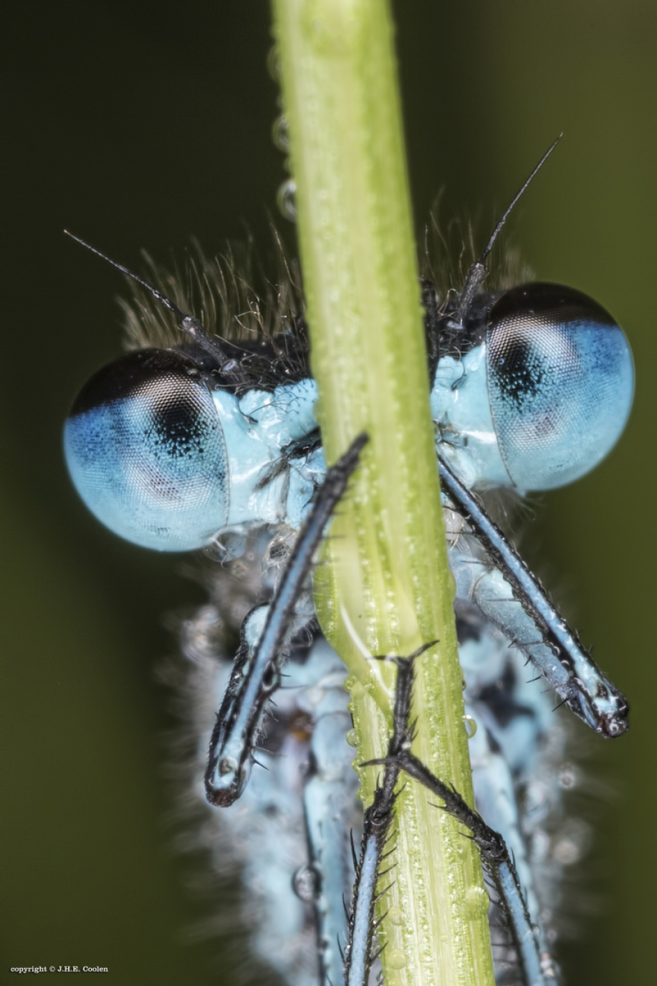 Juffer - Geleedpotigen - Juffer