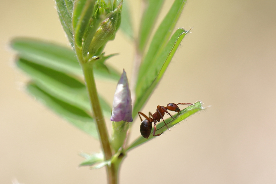 kale rode bosmier - Geleedpotigen - kale rode bosmier